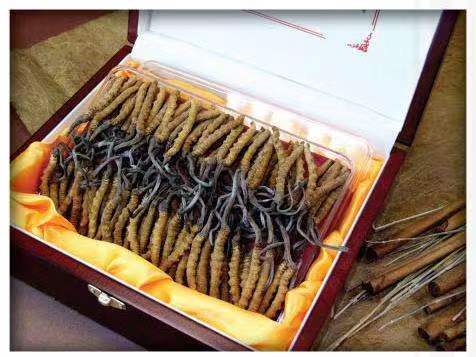 阳春冬虫夏草回收